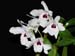 Dendrobium_lituiflorum_semi_alba