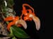Dendrobium_unicum