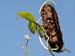 Diploprora_truncata2