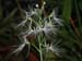 Habenaria_myriotricha_H_medusa2