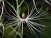Habenaria_myriotricha_H_medusa3