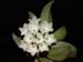 Hymenorchis_javanica