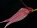 Masdevallia_patula