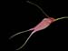 Masdevallia_patula2