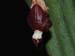 Pleurothallis_penelops