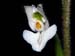 Ponthieva_parvilabris