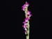 Spiranthes