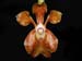 Vanda