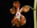 Vanda_liouvillei