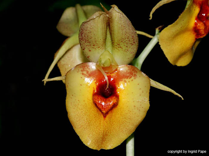 Catasetum_expansum