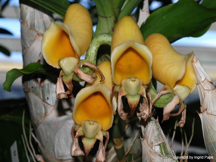 Catasetum_pileatum_pierre_couret_fraglich