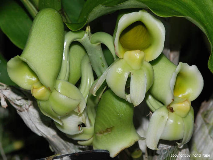 Catasetum_pileatum_pierre_couret_fraglich2