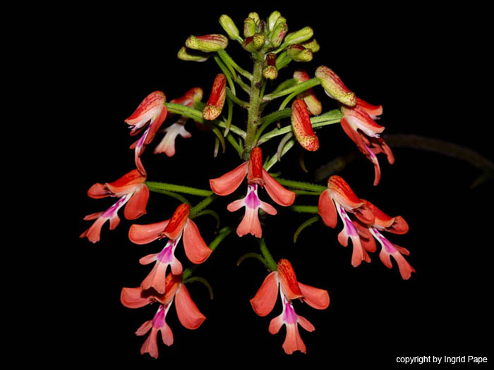 Cynorkis_gibbosa_