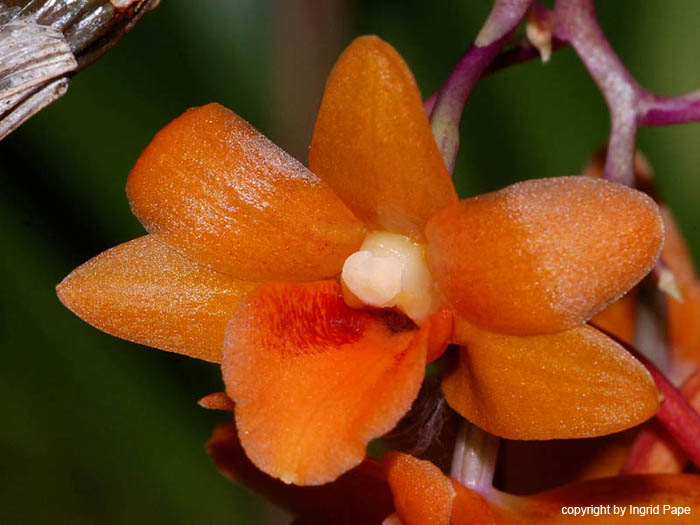 Dendrobium_crocatum