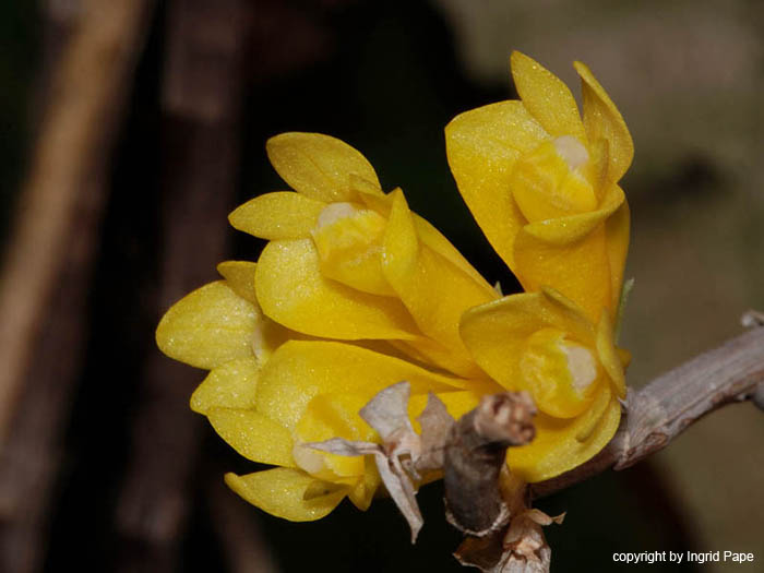 Dendrobium_subclausum_gelb