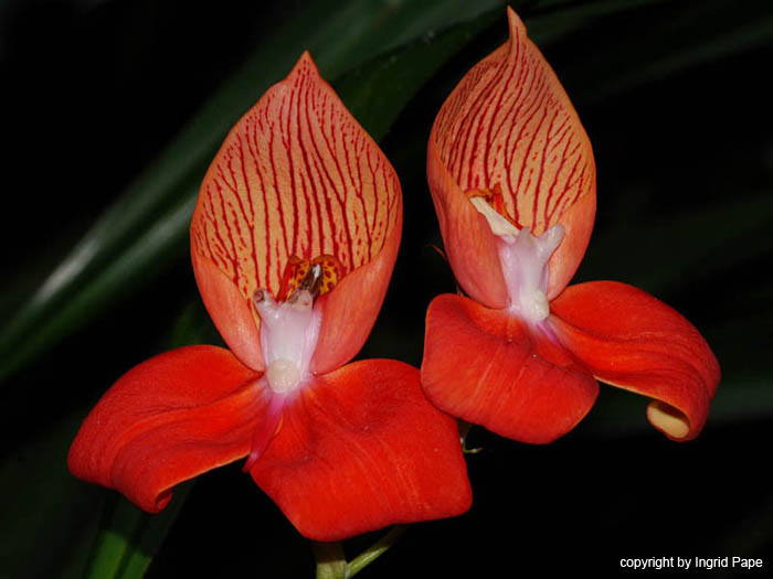 Disa_uniflora