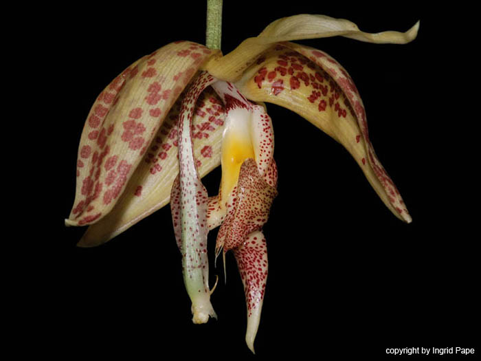 Embreea_herrenhusana_fraglich