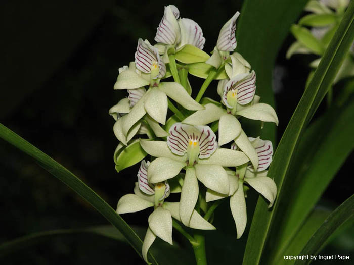 Encyclia_radiata