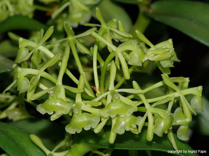 Epidendrum_difforme