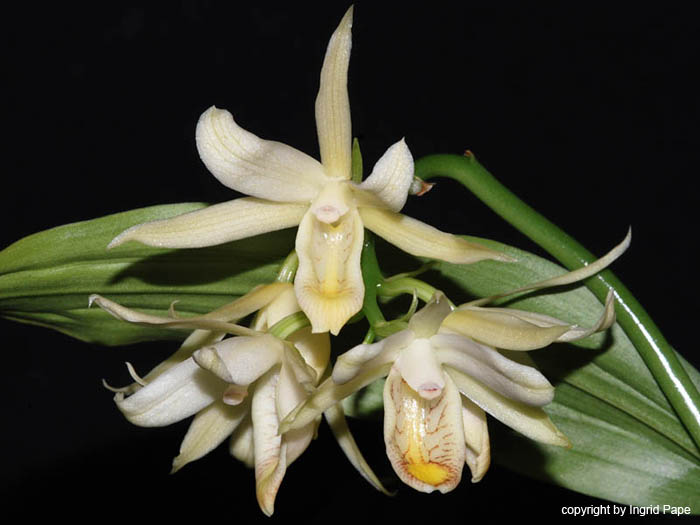 Geodorum_citrinum