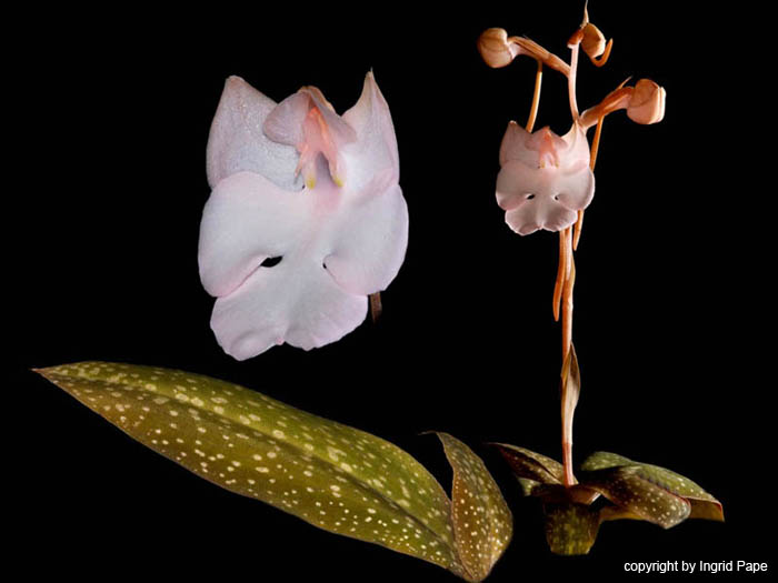 Habenaria_carnea
