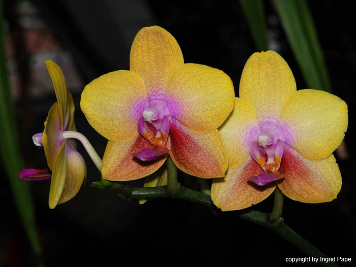 Phalaenopsis_Magical