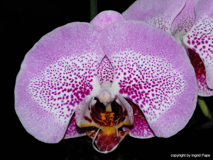 Phalaenopsis_Sexy_Pink