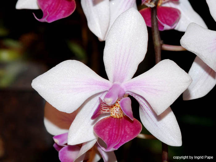 Phalaenopsis_x_intermedia