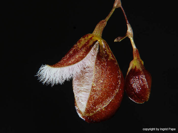 Pleurothallis_cypripedioides