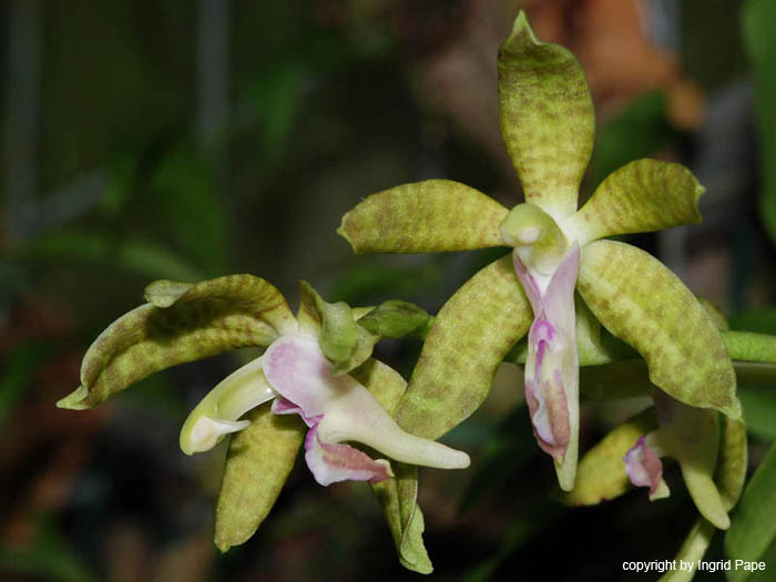 Sedirea_subparishii