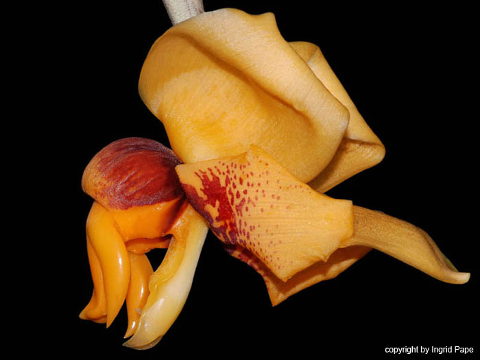 Stanhopea_connata2