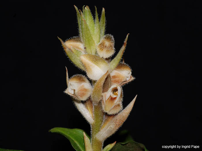 Anoectochilus_spec_Vietnam#2