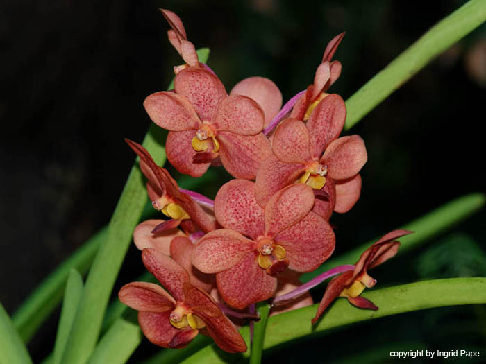 Ascocenda_Vanda_Alicia_Ono_x_Ascocenda_Wilas