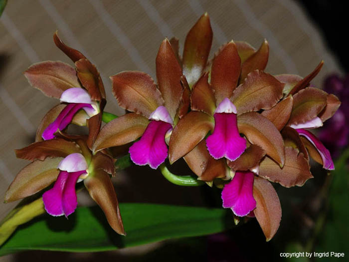 Cattleya_bicolor