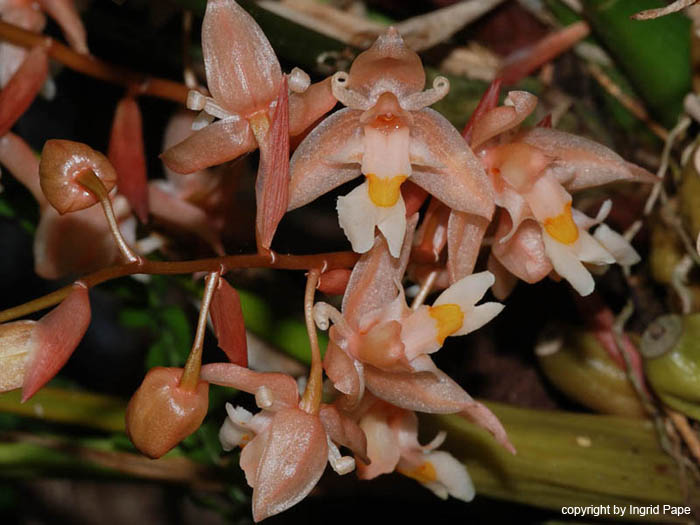 Chelonistele_sulphurea