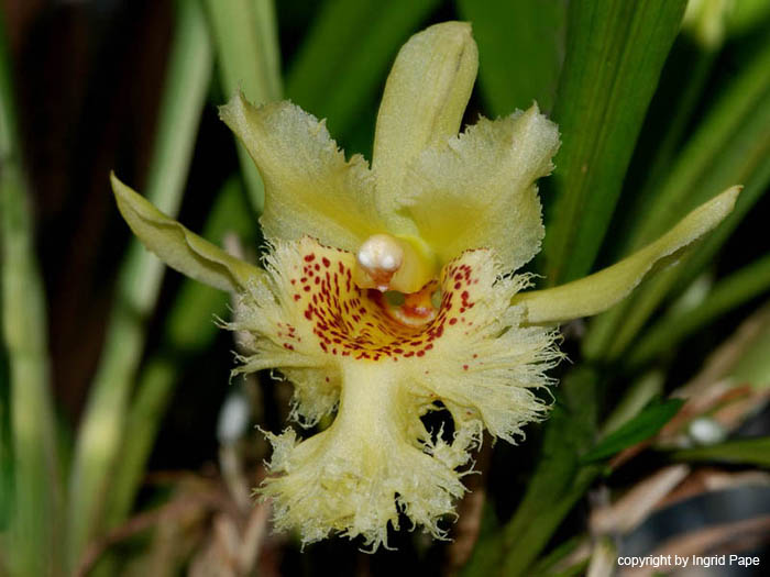 Chondrorhyncha_amabilis