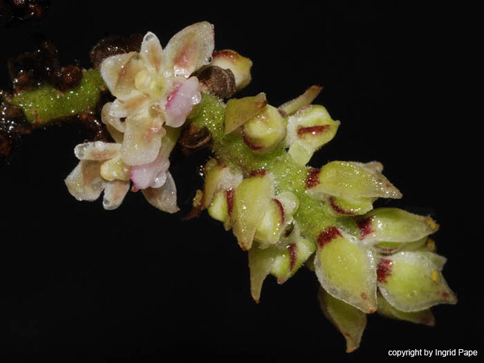 Cleisomeria_pilosulum