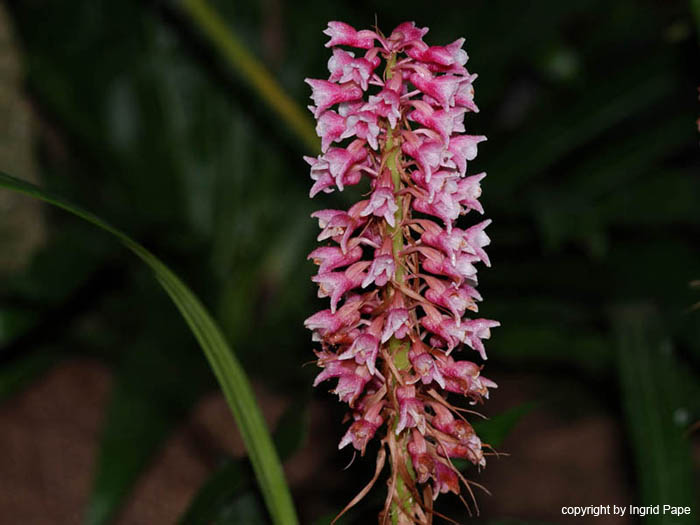 Coelia_macrostachya