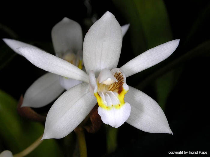 Coelogyne_flaccida