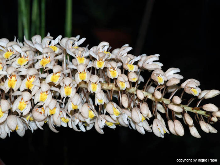 Coelogyne_multiflora