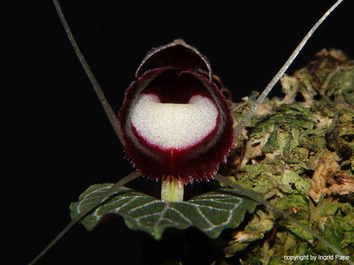 Corybas_pictus2