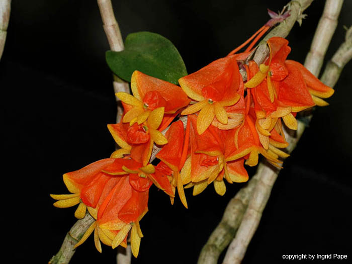 Dendrobium_chrysopterum