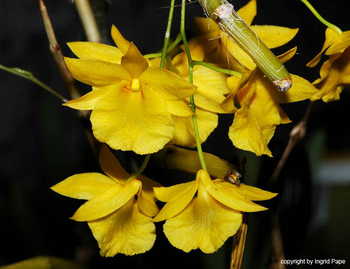 Dendrobium_dixanthum