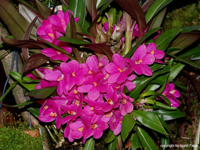 Dendrobium_laevifolium