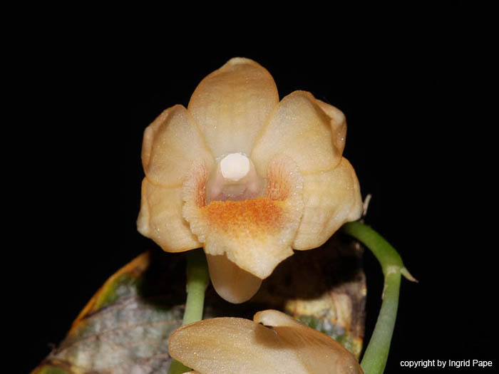 Dendrobium_milaniae
