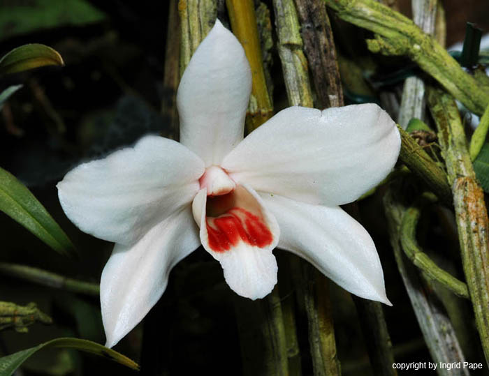 Dendrobium_multilineatum