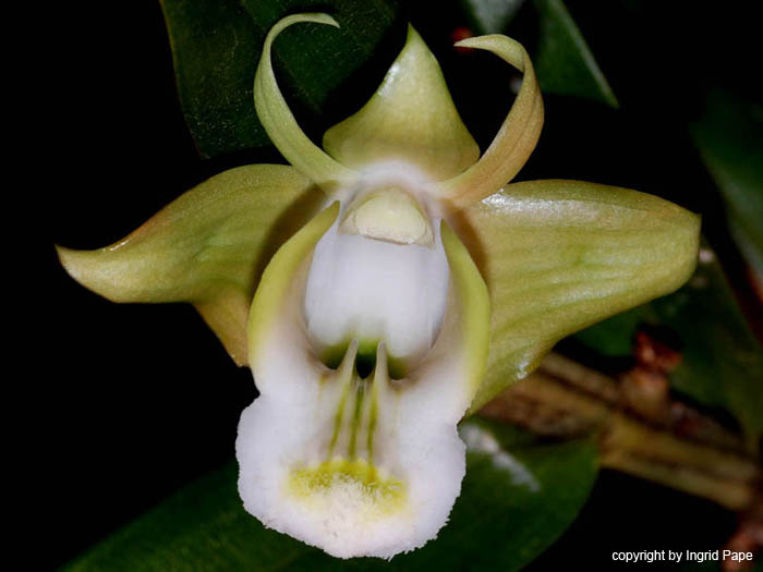 Dendrobium_olivaceum