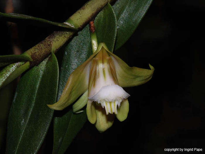 Dendrobium_olivaceum2