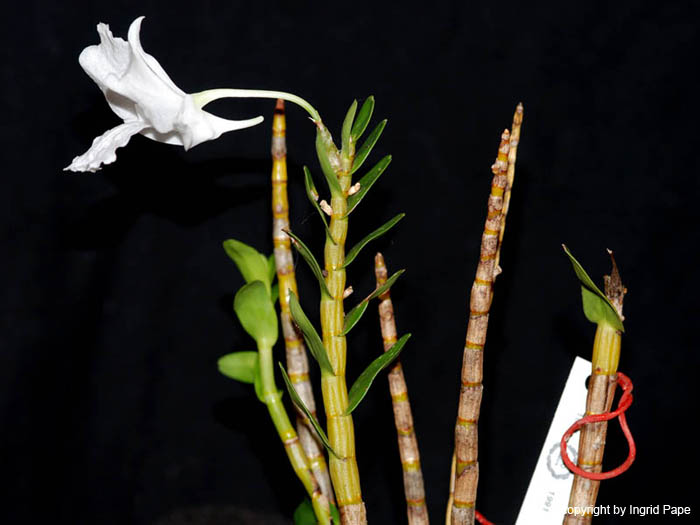 Dendrobium_parthenium_Habitus