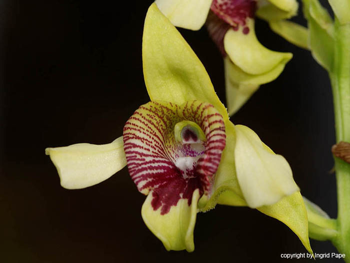 Dendrobium_shiraishii